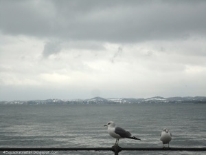 zwei Möwen, eine seitl. eine frontal, auf Geländer vor Bodensee, wolkenverhangener Himmel