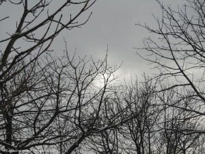winterlicher grauer Blick durch Bäume in den Himmel zur Sonne