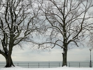 zwei beschneite Bäume im HIntergrund der Bodensee, grauer Himmel