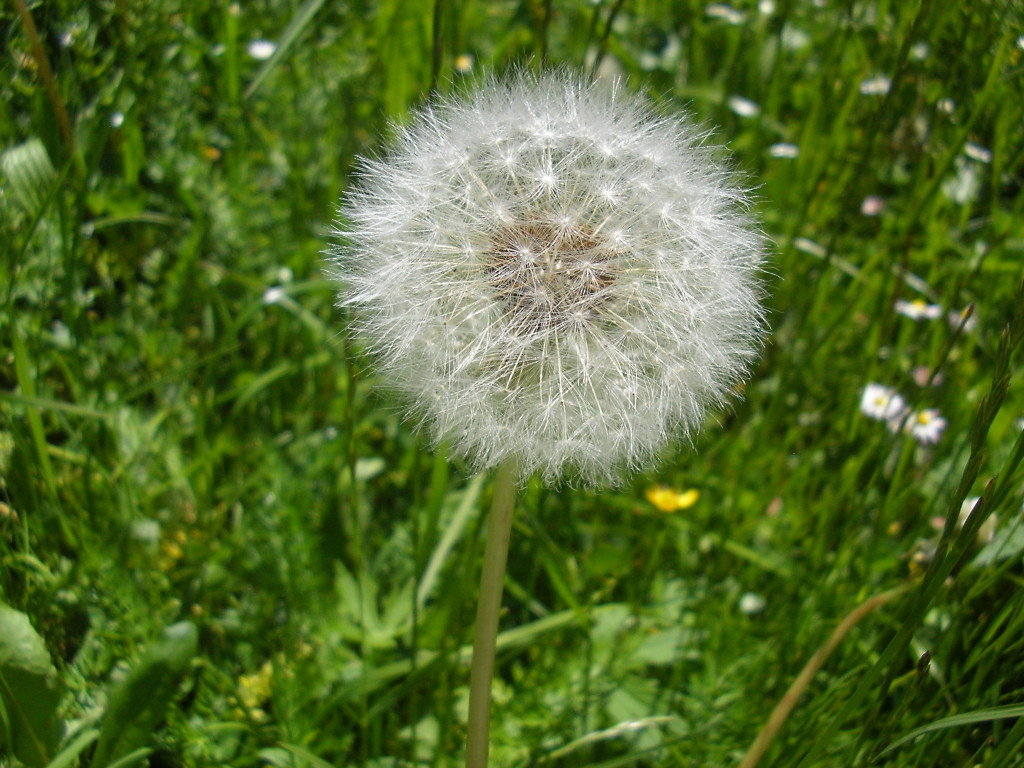 Gilching, Berge, Bergpanorama, Pusteblume